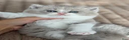 British Shorthair cats for sale: TICA reg lilac bi colours ready from 10 December  - Advert 8