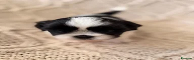 Shih Tzu 4