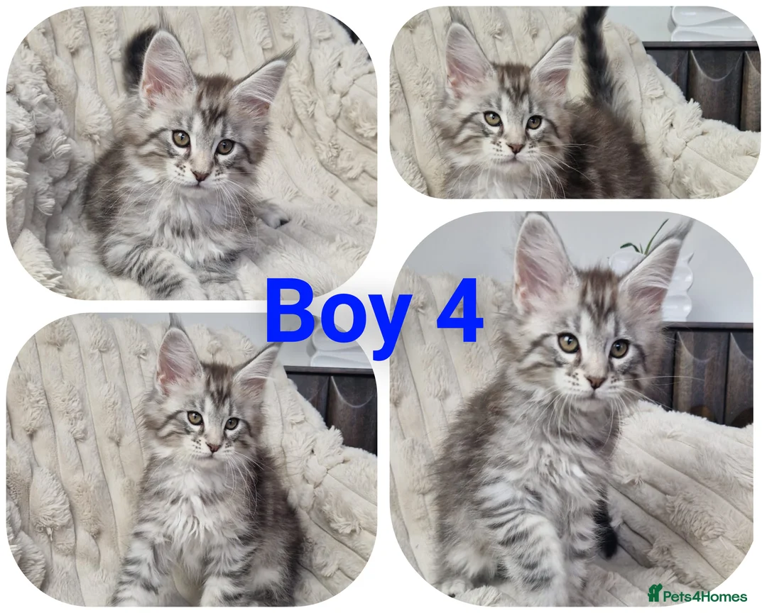 Maine Coon cats for sale:  TICA registered maine coon kittens - Advert 4