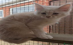 Maine Coon cats for sale: VARIOUS FULL PEDIGREE MAINE COON KITTENS FOR SALE in Rotherham - Image 11