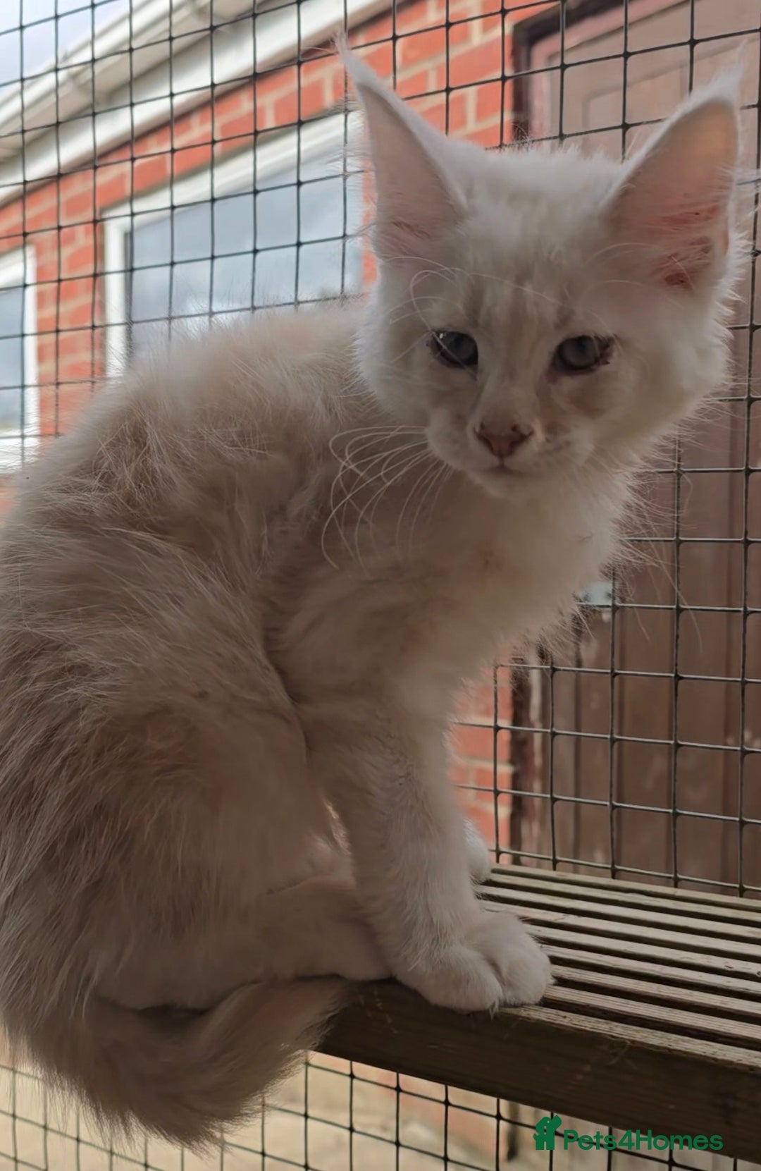 Maine Coon cats for sale: VARIOUS FULL PEDIGREE MAINE COON KITTENS FOR SALE in Rotherham - Image 11