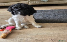 Sproodle dogs for sale: Beautiful litter of F2 Sproodles  - Image 1