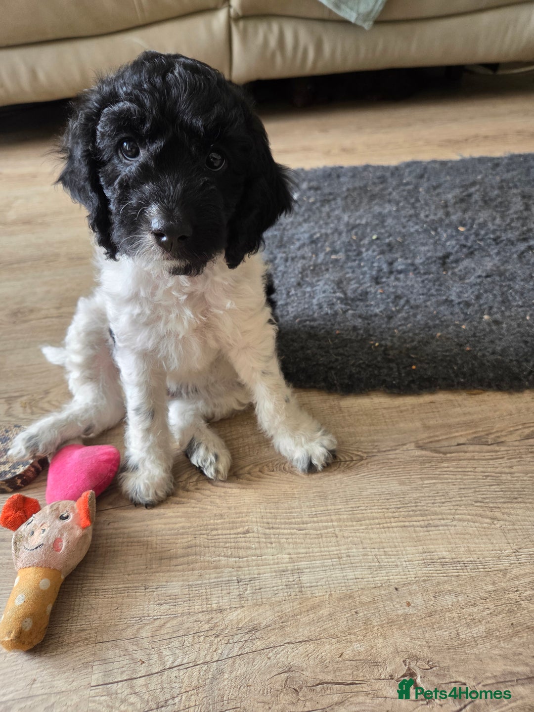 Sproodle dogs for sale: Beautiful litter of F2 Sproodles  - Image 1