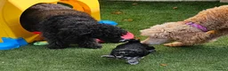 Miniature Poodle dogs for sale: 6 weeks old F1b Moyen Poodle  - Advert 3