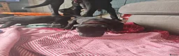Great Dane dogs for sale: Great Dane Puppies - Advert 9