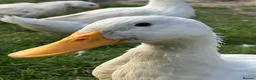 Ducks poultry for sale: 3 Cherry Valley Ducks - Advert 3