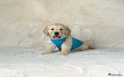 Golden Retriever dogs for sale: Stunning golden retriever puppies for sale  - Image 17
