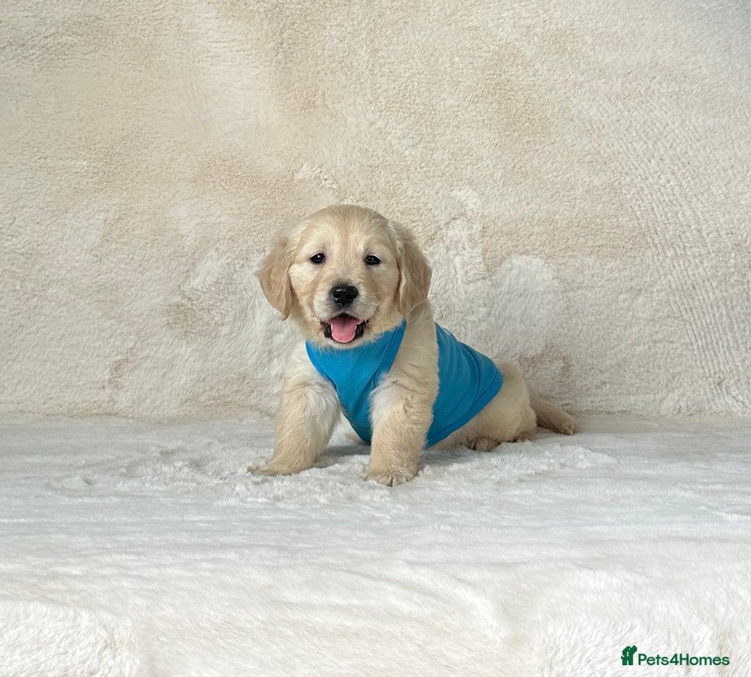 Golden Retriever dogs for sale: Stunning golden retriever puppies for sale  - Image 17