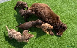 Cocker Spaniel dogs for sale: Cocker spaniel puppies  - Image 13