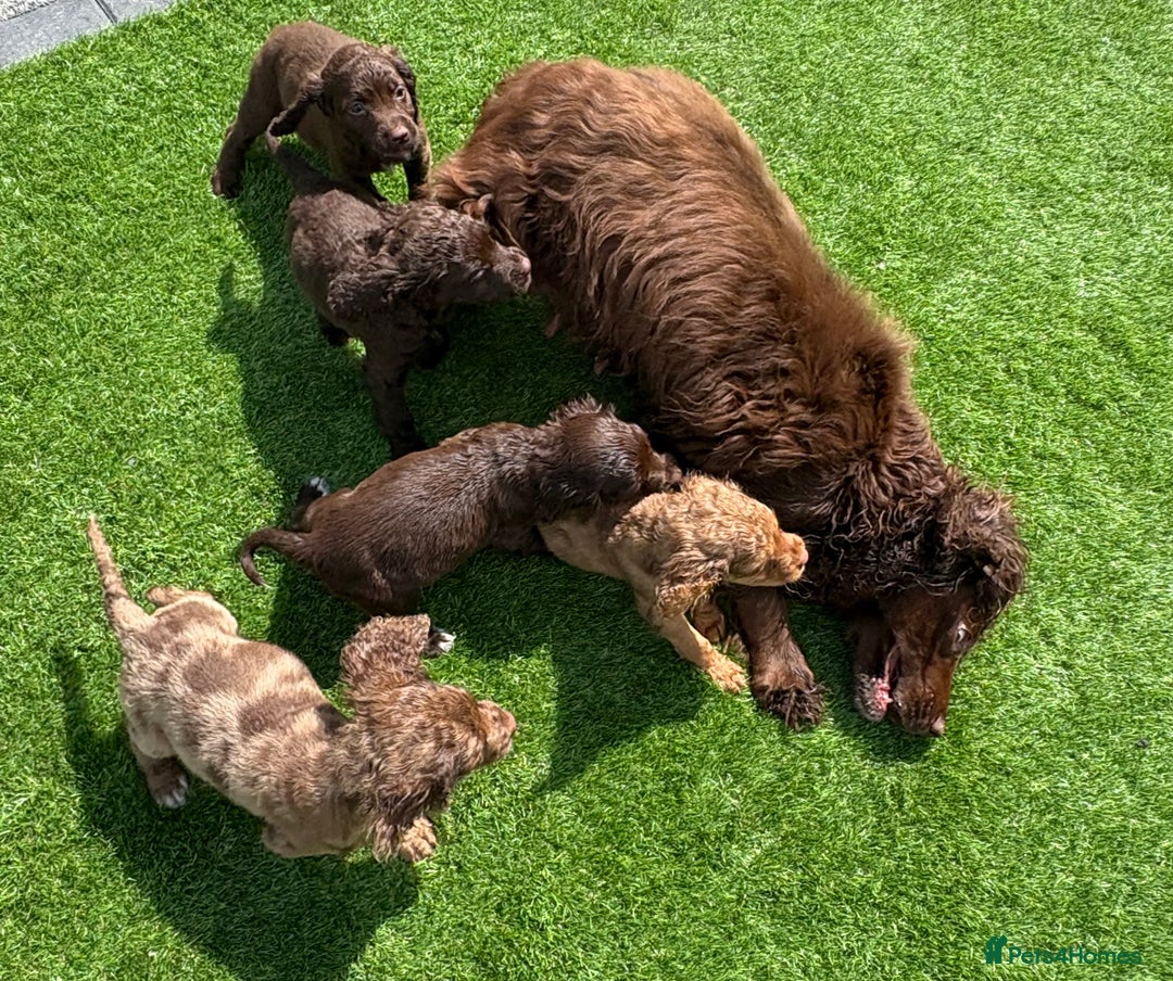 Cocker Spaniel dogs for sale: Cocker spaniel puppies  - Image 13