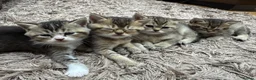 British Shorthair cats for sale: 🐱❤️ Beautiful Kittens Looking for Loving Homes! in Surbiton - Advert 2