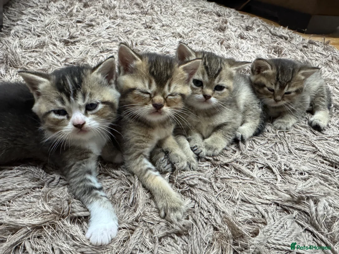 British Shorthair cats for sale: 🐱❤️ Beautiful Kittens Looking for Loving Homes! in Surbiton - Advert 2
