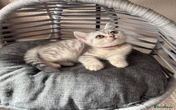 British Shorthair cats for sale: Pure British shorthair kittens for sale  - Image 4