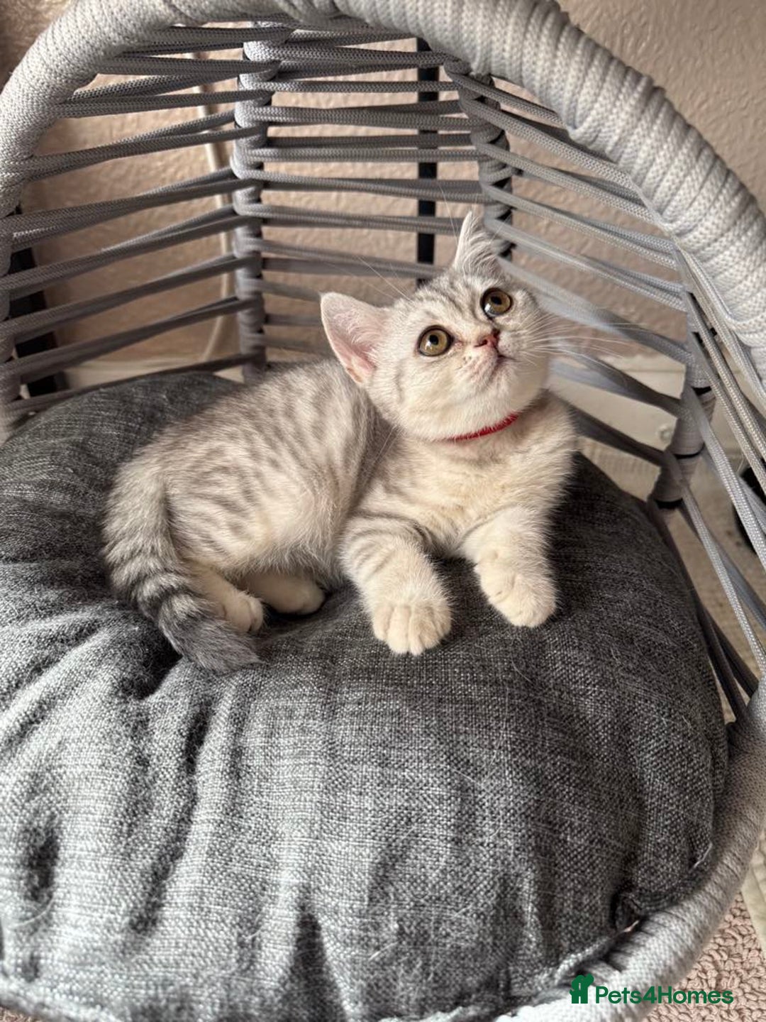 British Shorthair cats for sale: Pure British shorthair kittens for sale  - Image 4