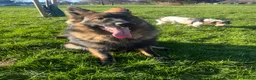 German Shepherd dogs for sale: German shepherd  in London - Advert 10