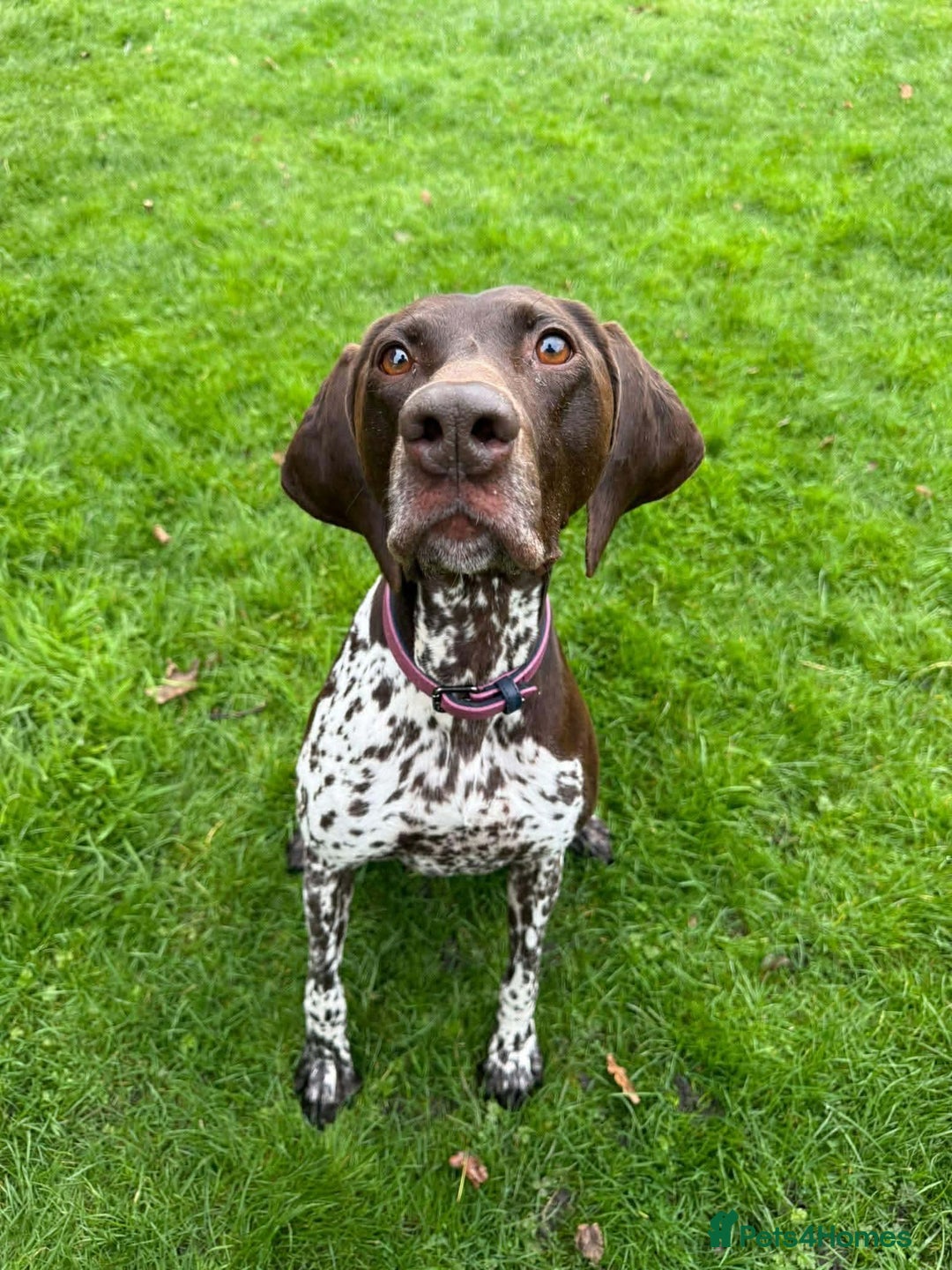 Mixed Breed dogs for adoption: Penelope beautiful GSP - Advert 2