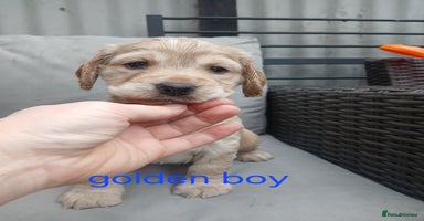 Cocker Spaniel dogs - Advert 4