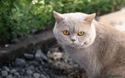 British Shorthair cats for stud: Full BSH Thorn Male. Stud duties Only  in Stockport - Image 2