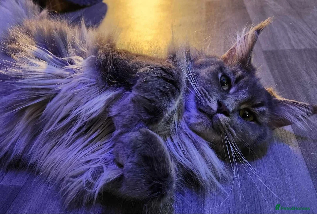 Maine Coon cats for sale: 🩶 GCCF Registered Blue Ticked Tabby 🩶 - Advert 3