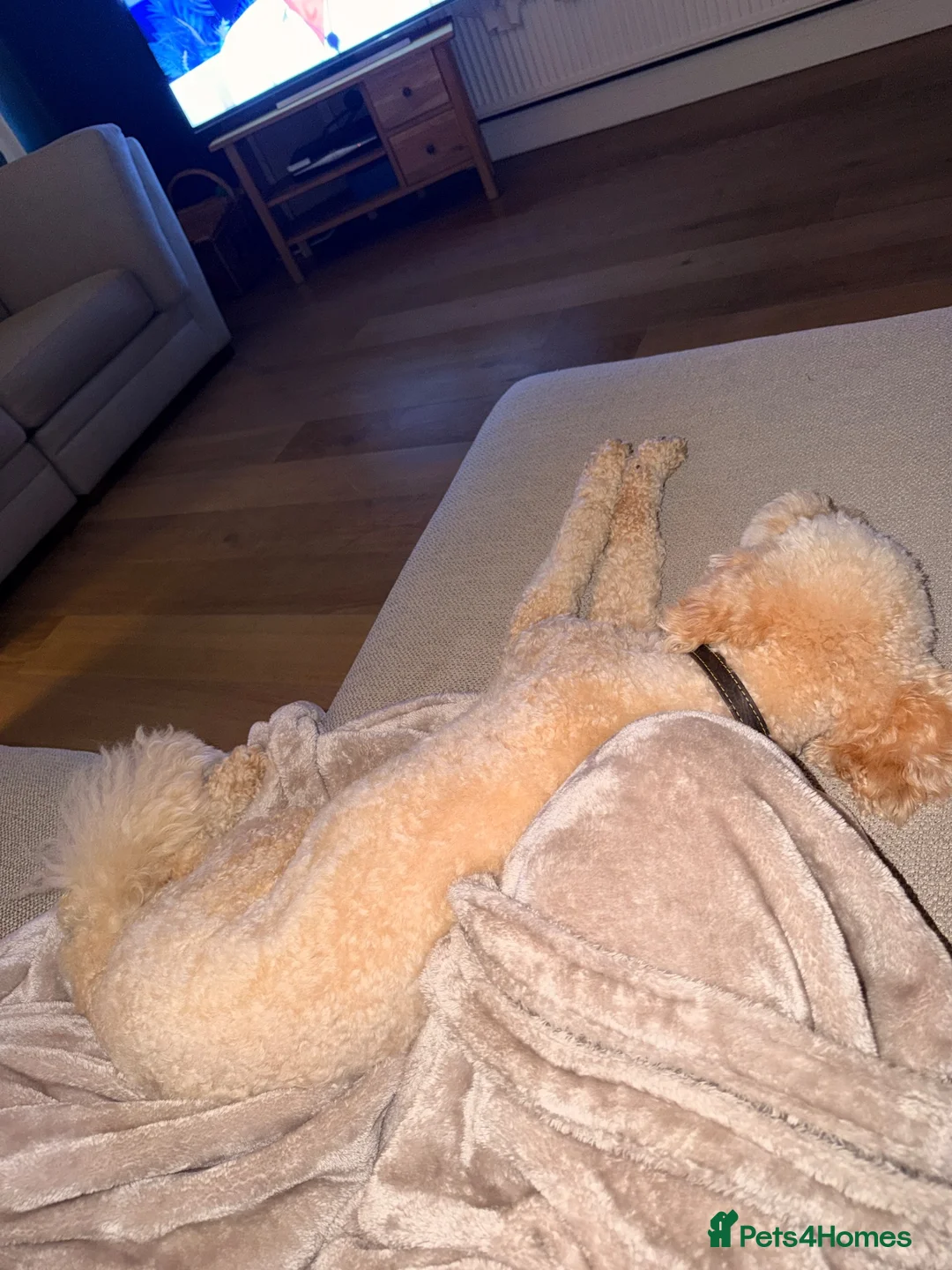 Cockapoo dogs for sale: 23 month old cockapoo boy  - Advert 5