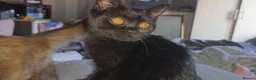 British Shorthair cats for sale: Two British shorthairs  - Advert 12