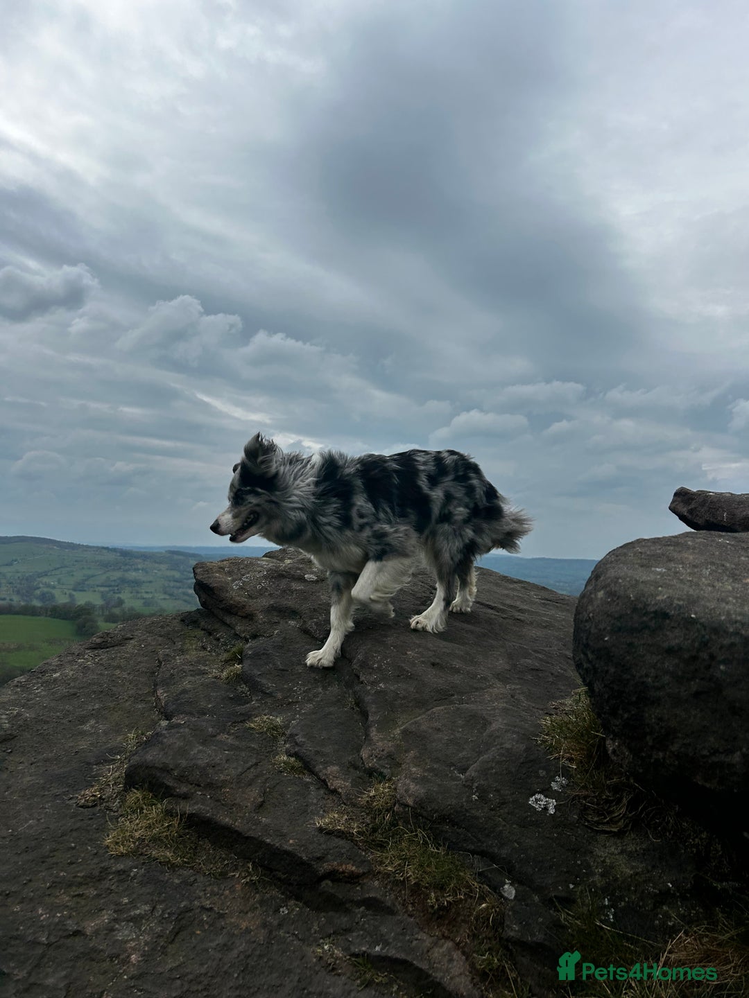 Mixed Breed dogs for sale: Stunning Border Collie x Belgian Malinois Puppies - Advert 5