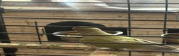 Ringnecks birds for sale: Male purple and olive - Advert 5