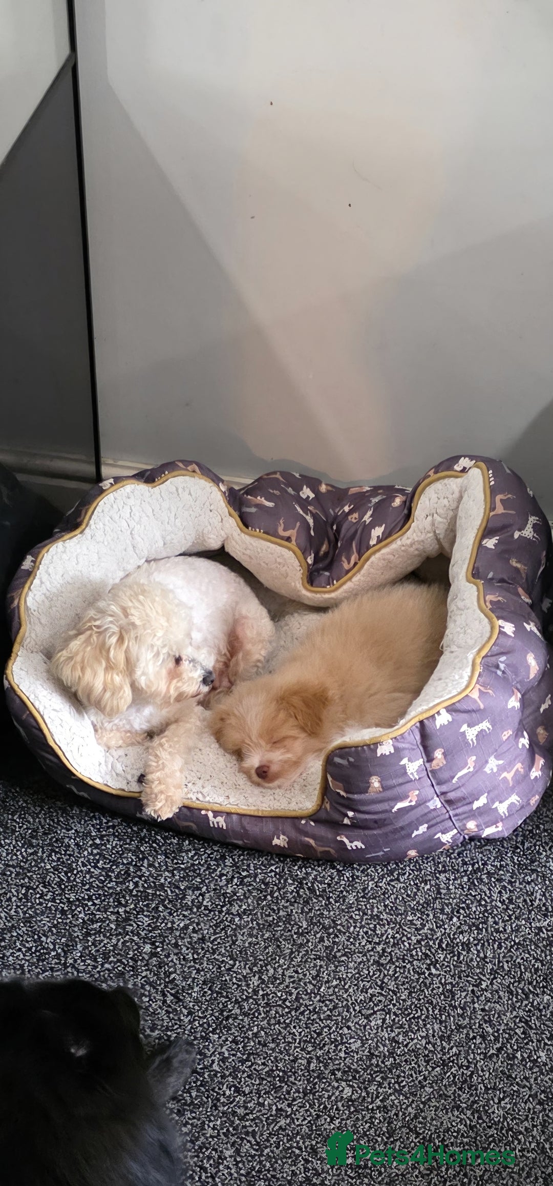 Mixed Breed dogs for sale: Maltipoo/German Spitz Cross (last puppy) - Image 8