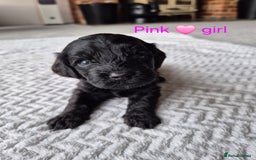 Cockapoo dogs for sale: Gorgeous F2b Cockapoos  - Image 15