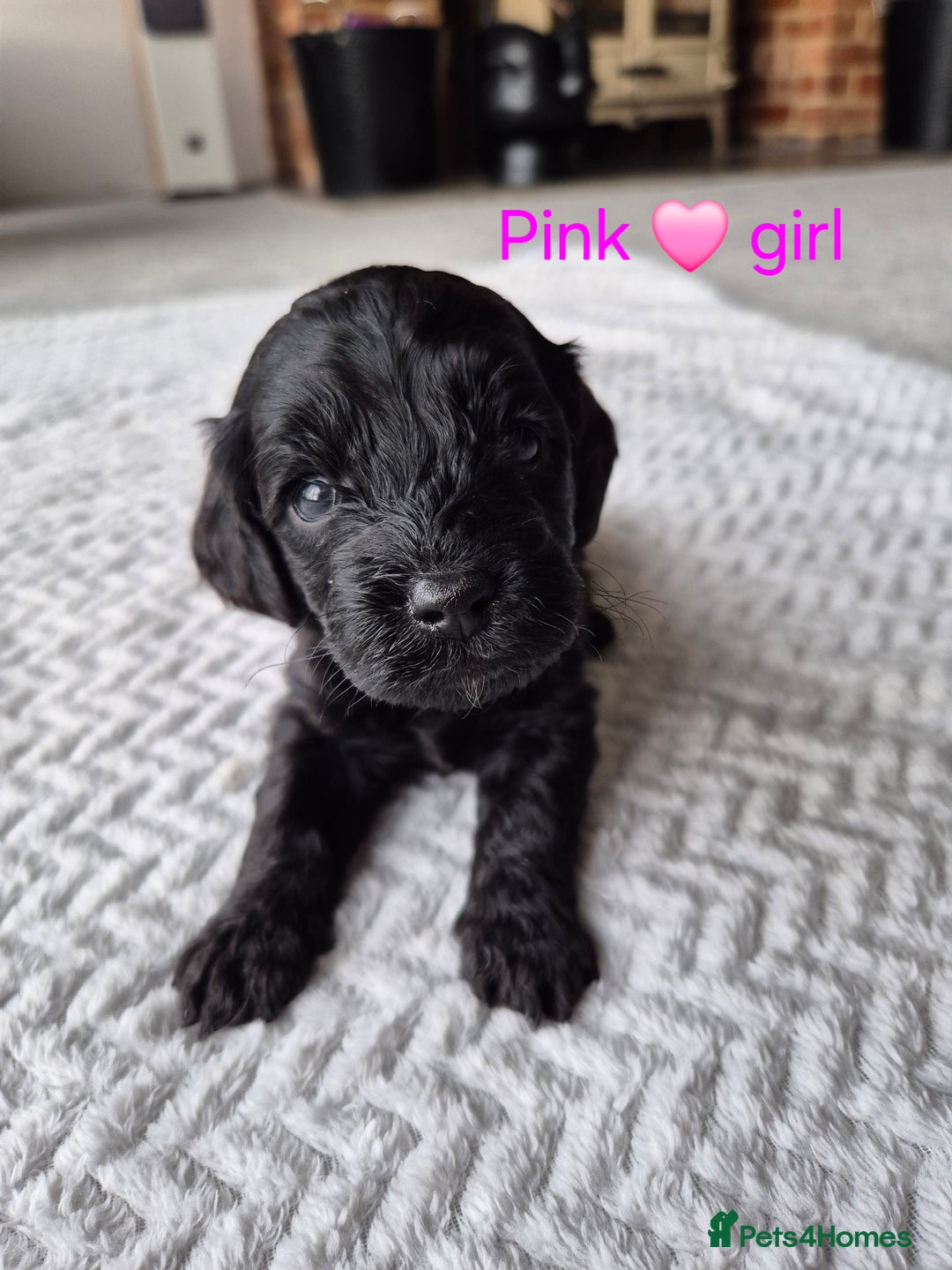 Cockapoo dogs for sale: Gorgeous F2b Cockapoos  - Image 15
