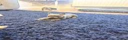 French Bulldog dogs for sale: 3 beautiful female French bulldog puppies.  - Advert 12