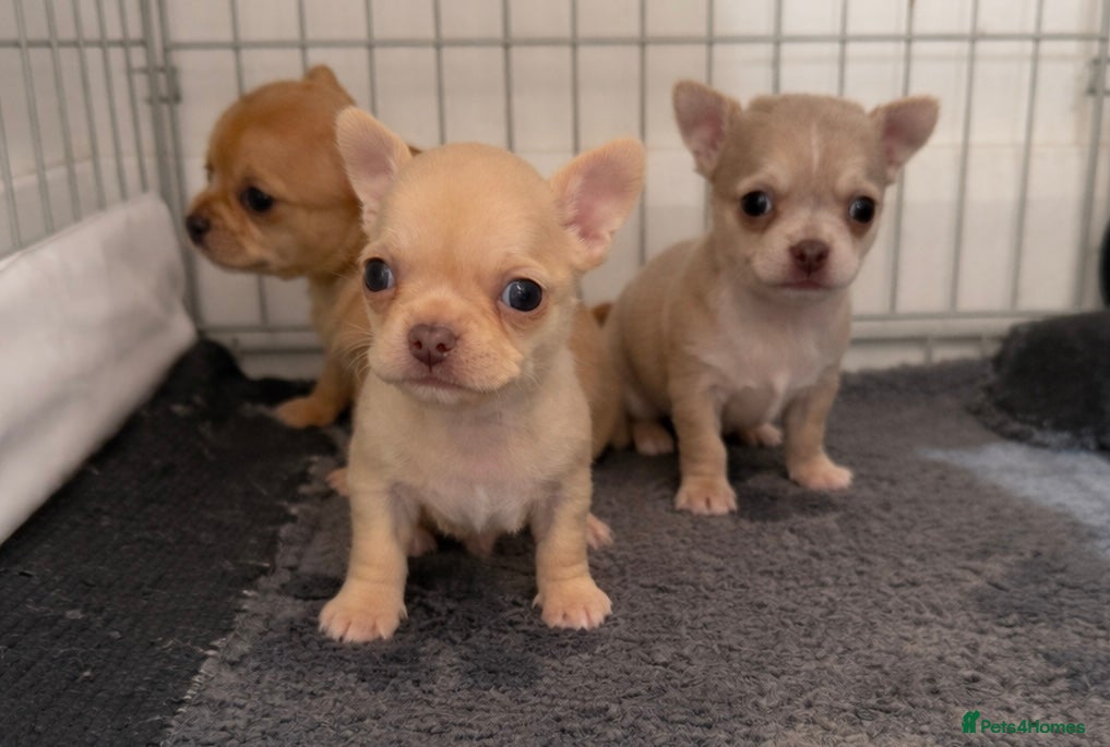 Chihuahua dogs STUNNING LILAC & TAN BOYS FOR SALE  - Advert 14