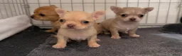 Chihuahua dogs for sale: READY NOW - 2 BOYS LEFT!! - Advert 19