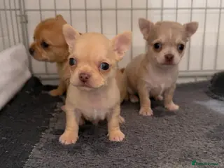 Chihuahua dogs STUNNING LILAC & TAN BOYS FOR SALE - Advert 13