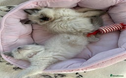 Ragdoll cats for sale: Beautiful Ragdoll kittens - Image 9