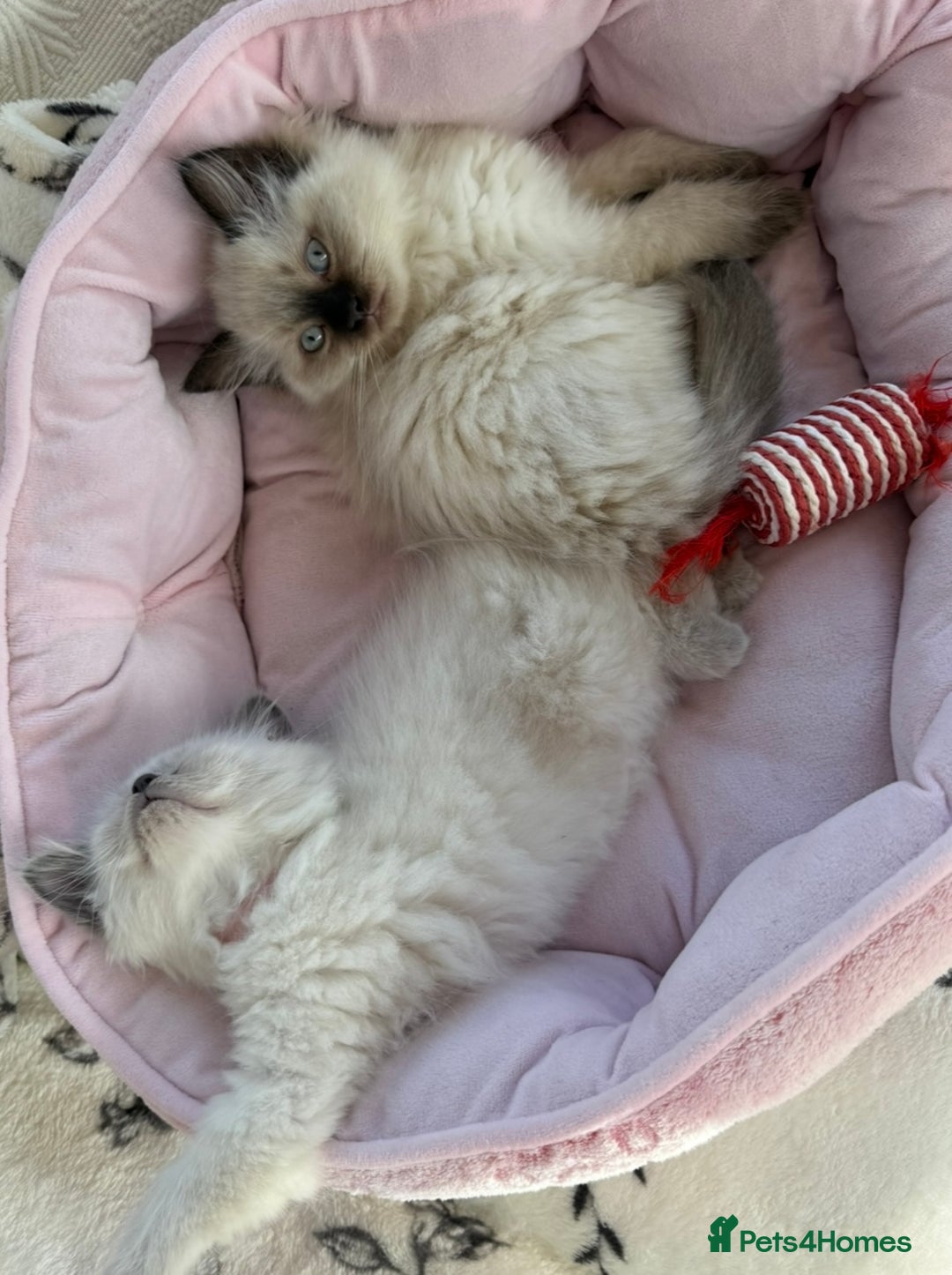 Ragdoll cats for sale: Beautiful Ragdoll kittens - Image 9
