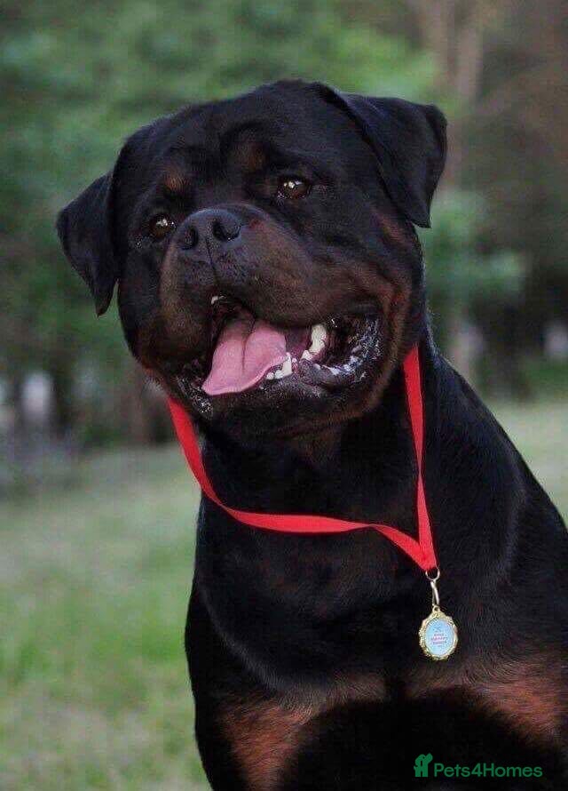 Rottweiler dogs TRADITIONAL GERMAN ROTTWEILER PUPPIES FOR SALE - Advert 1