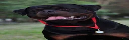 Rottweiler dogs for sale: TRADITIONAL GERMAN ROTTWEILER PUPPIES FOR SALE - Advert 1