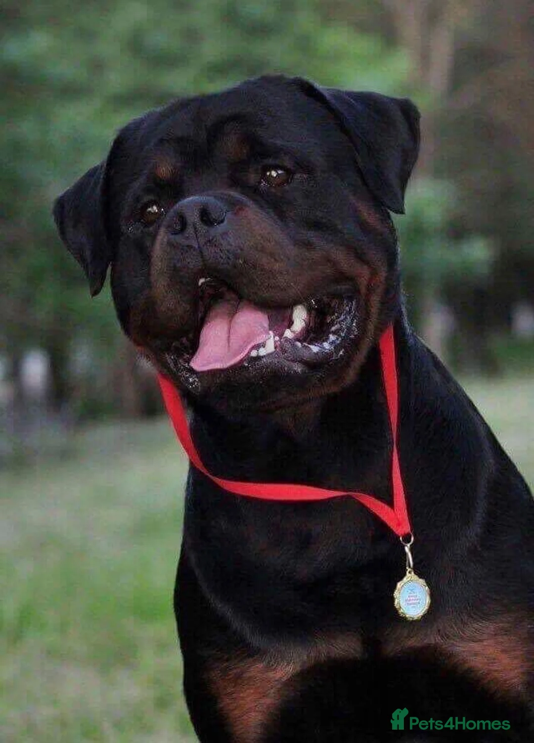 Rottweiler dogs for sale: TRADITIONAL GERMAN ROTTWEILER PUPPIES FOR SALE - Advert 1
