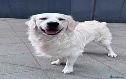 Golden Retriever dogs for stud: Looking for a Female Golden Retriever 🐾 - Image 17