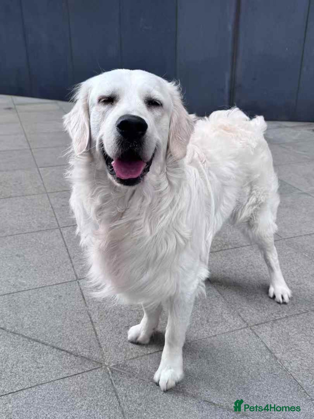 Golden Retriever dogs for stud: Looking for a Female Golden Retriever 🐾 - Image 17