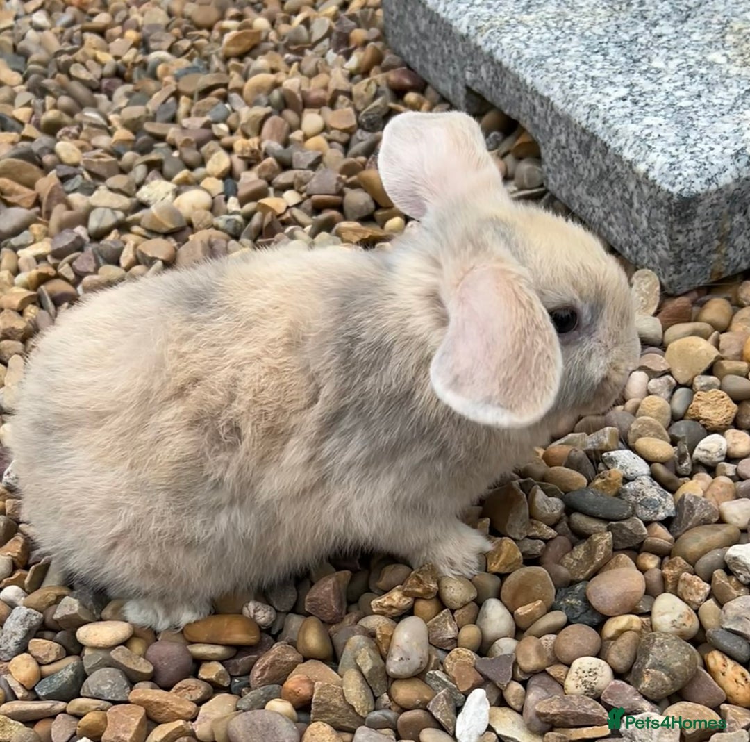 Mini Lop rabbits for sale: Mini Lops Ready now!!!!  in Coalville - Image 16
