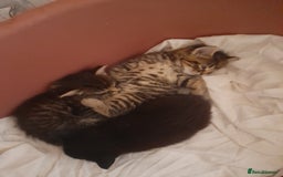 Mixed Breed cats for sale: 2 female & 1 male  - Image 15