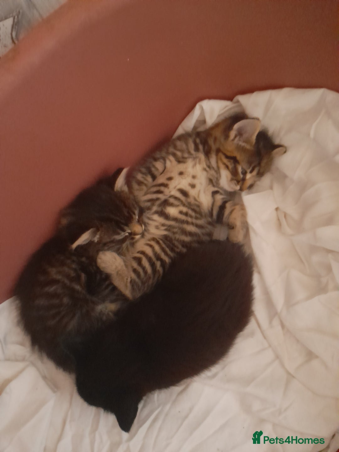 Mixed Breed cats for sale: 2 female & 1 male  - Image 15