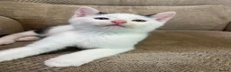 Mixed Breed cats for sale: 5 Gorgeous Kittens in Halifax - Advert 5