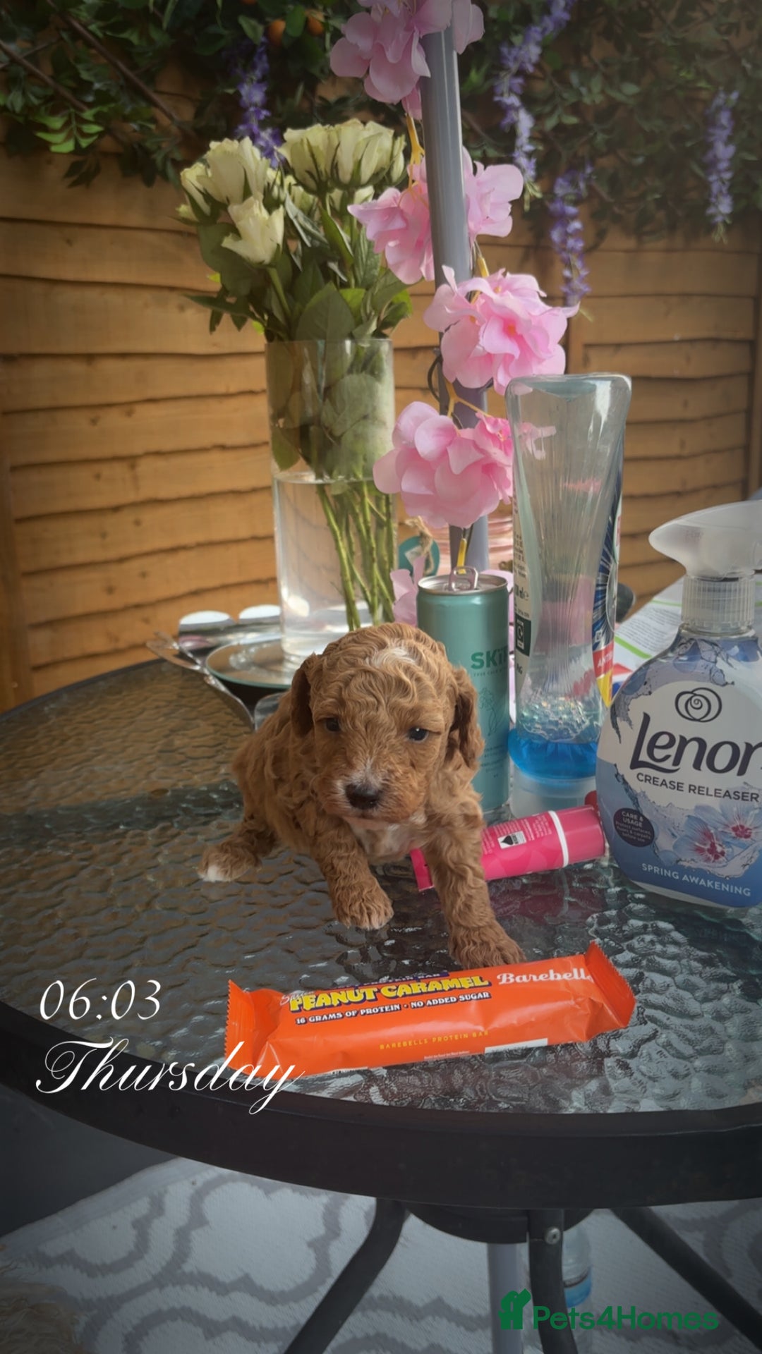 Toy Poodle dogs for sale: Two toy poodle girls - Image 5