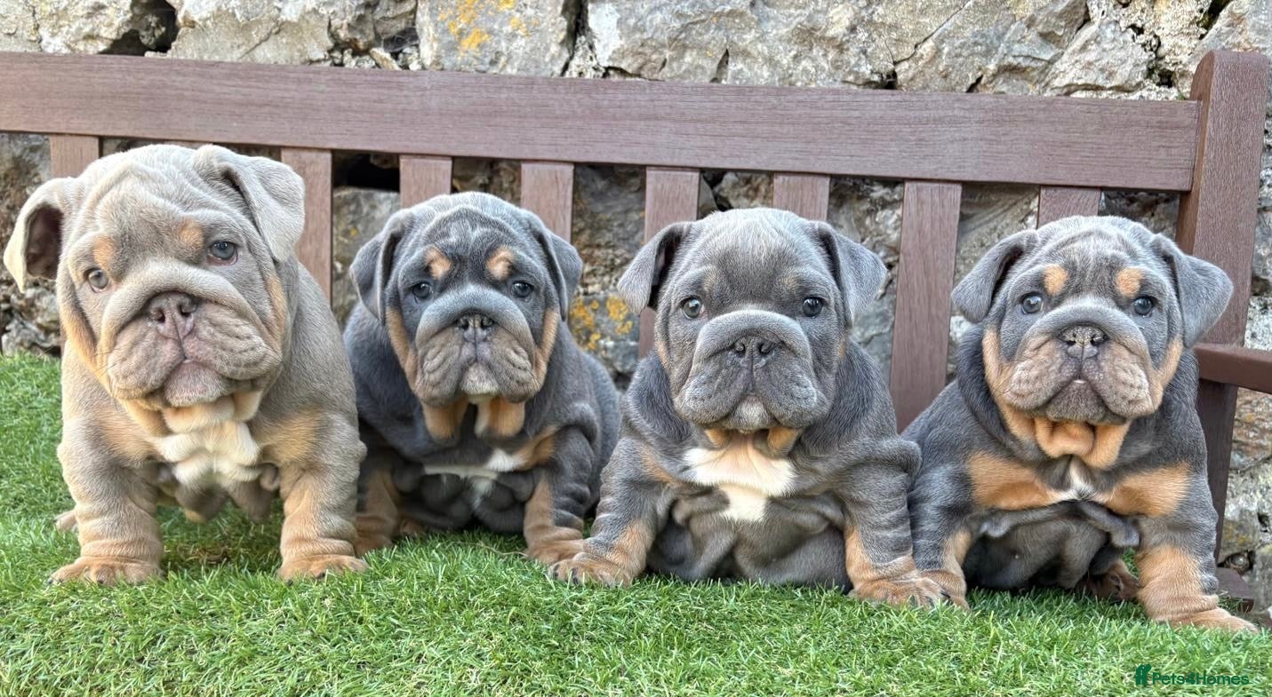 English Bulldog dogs KC registered English bulldog puppies - Advert 14