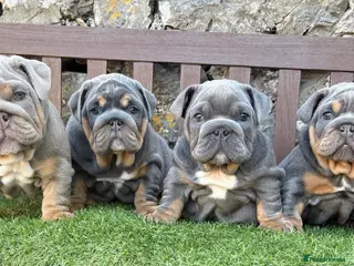 English Bulldog dogs KC registered English bulldog puppies - Advert 14