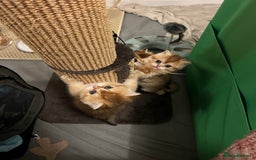 Scottish Fold cats for sale: Scottish Straight Golden Shaded Rare Affectionate - Image 7