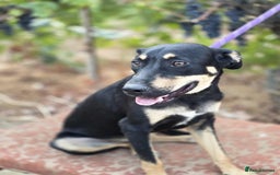 Dobermann dogs for sale: 🐶 Meet Mocha – Gentle Soul - Image 5